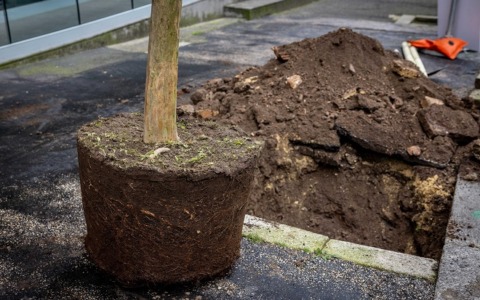 Installate 131 nuove piante in via Tagliamento