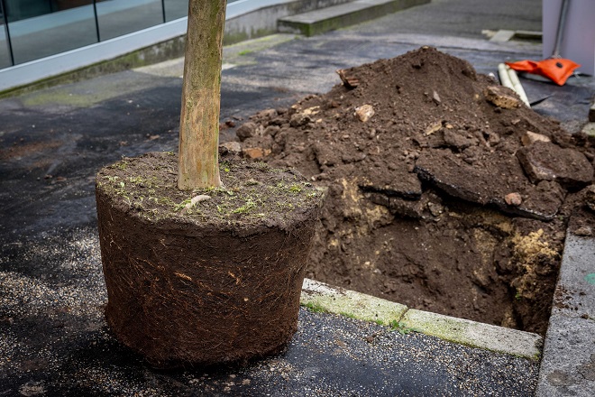 Installate 131 nuove piante in via Tagliamento