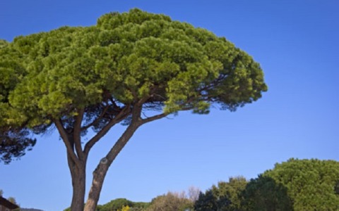 Municipio XIII, dal 13 aprile partono i lavori sulle alberature