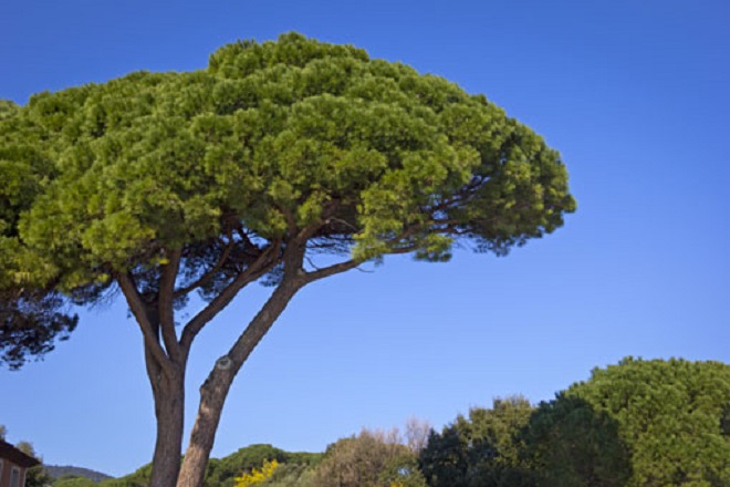 Municipio XIII, dal 13 aprile partono i lavori sulle alberature