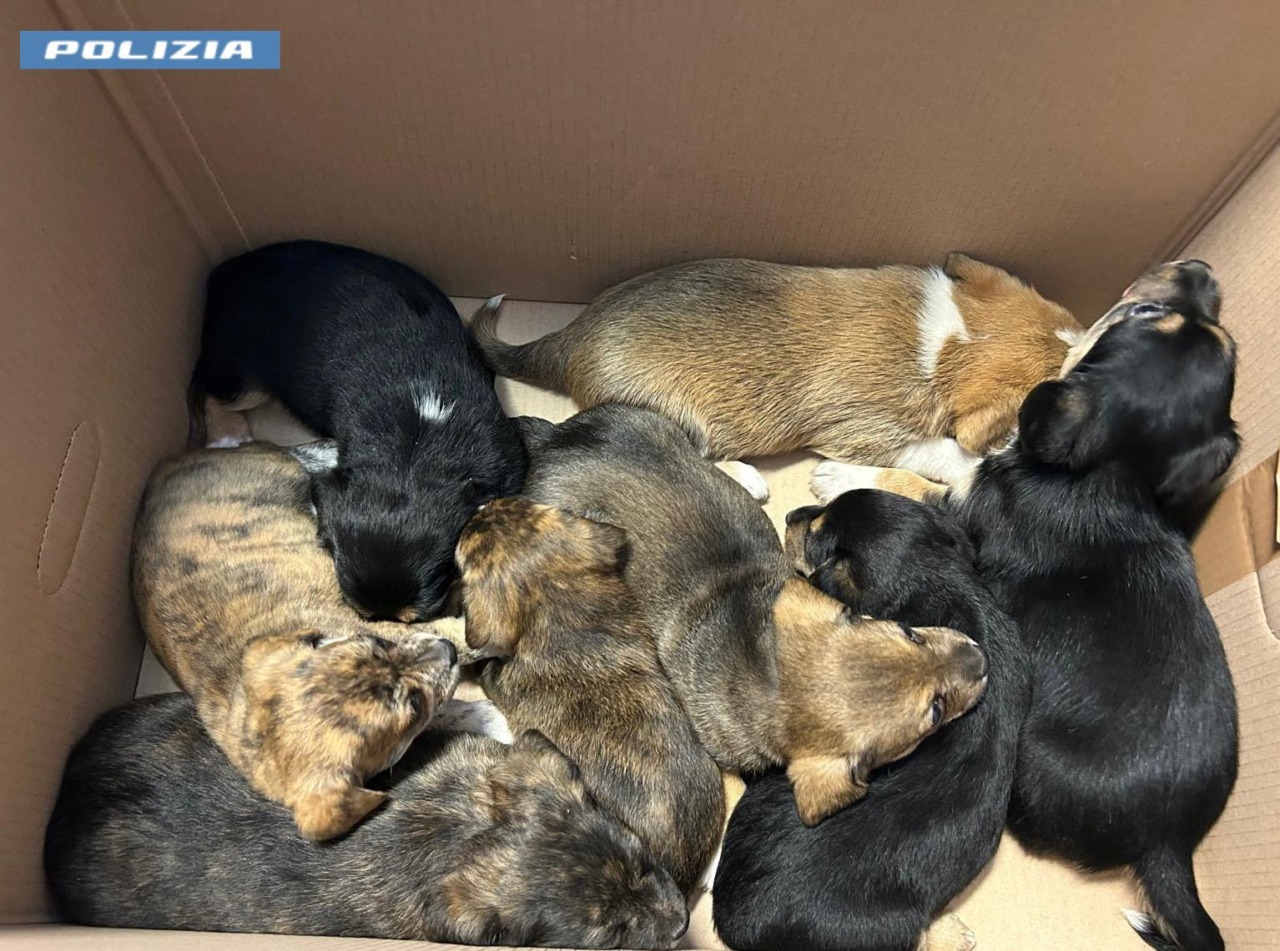Polizia salva otto cuccioli di cane in pericolo a Monteverde