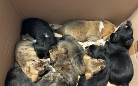 Polizia salva otto cuccioli di cane in pericolo a Monteverde