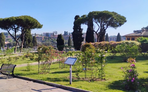 Riapre il roseto comunale di Roma con 1.100 varietà di rose