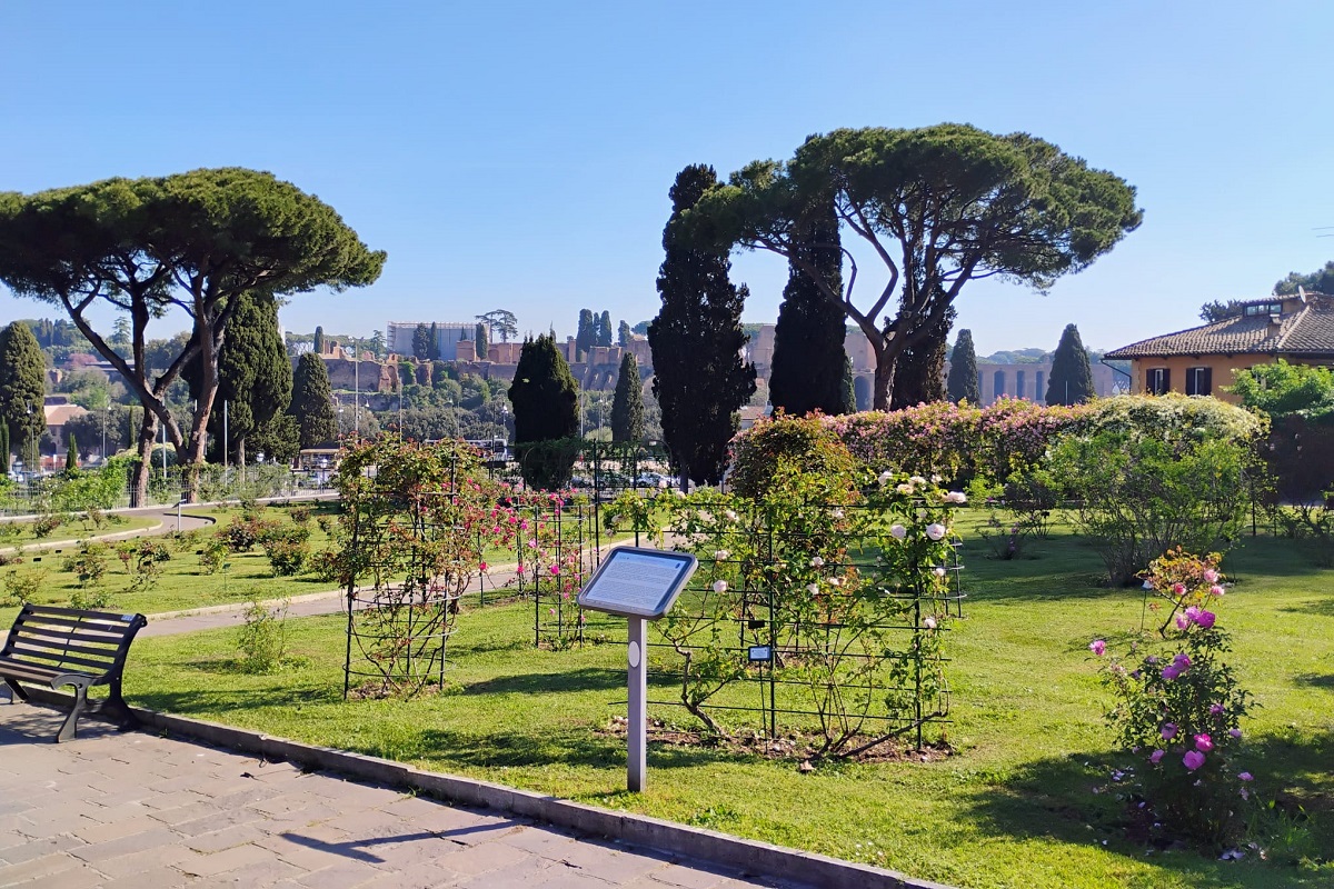 Riapre il roseto comunale di Roma con 1.100 varietà di rose