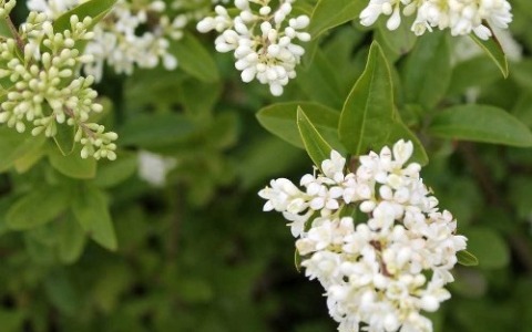 Riqualificazione arborea di Viale dello Scalo di San Lorenzo conclusa