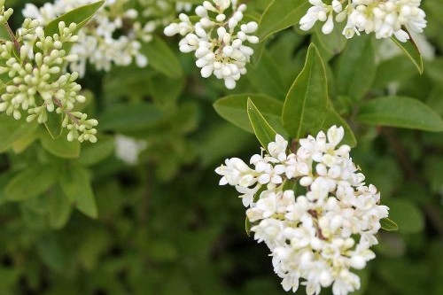 Riqualificazione arborea di Viale dello Scalo di San Lorenzo conclusa