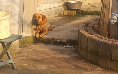 Scoperti nuovi casi di maltrattamento animale in provincia di Roma da Stop Animal Crimes Italia