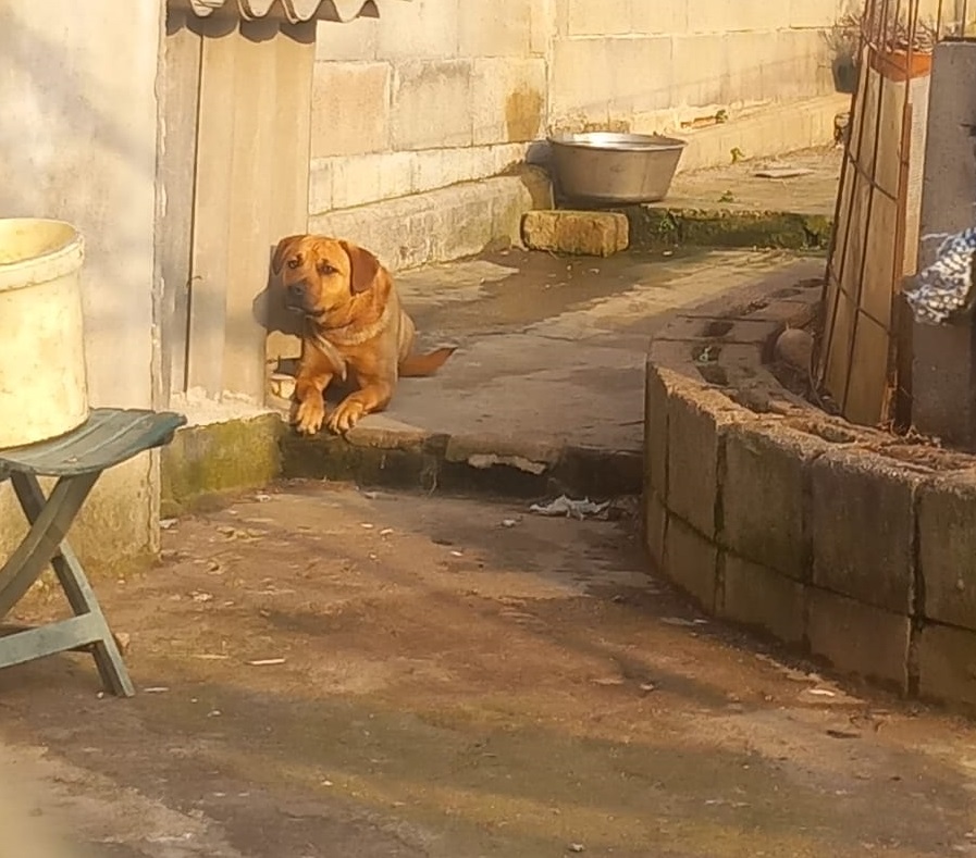 Scoperti nuovi casi di maltrattamento animale in provincia di Roma da Stop Animal Crimes Italia